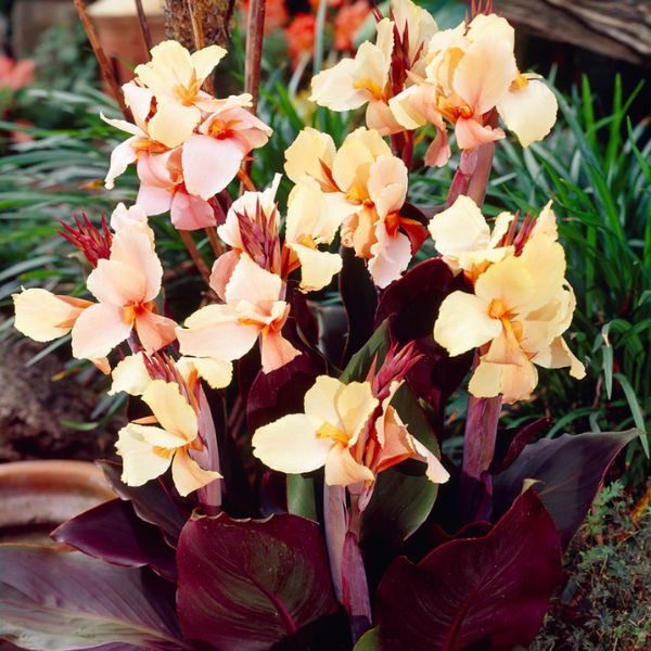 Angel Martin Canna Lily Bloomed