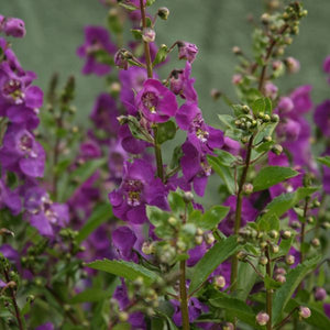 Angelface&reg; Blue Angelonia