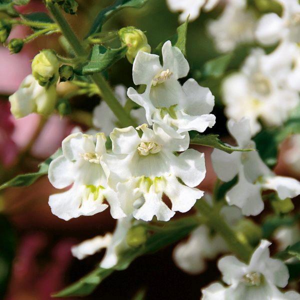Angelface&reg; White Angelonia