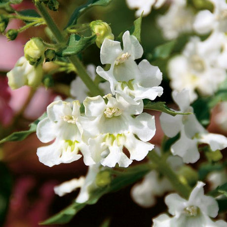 Angelface&reg; White Angelonia