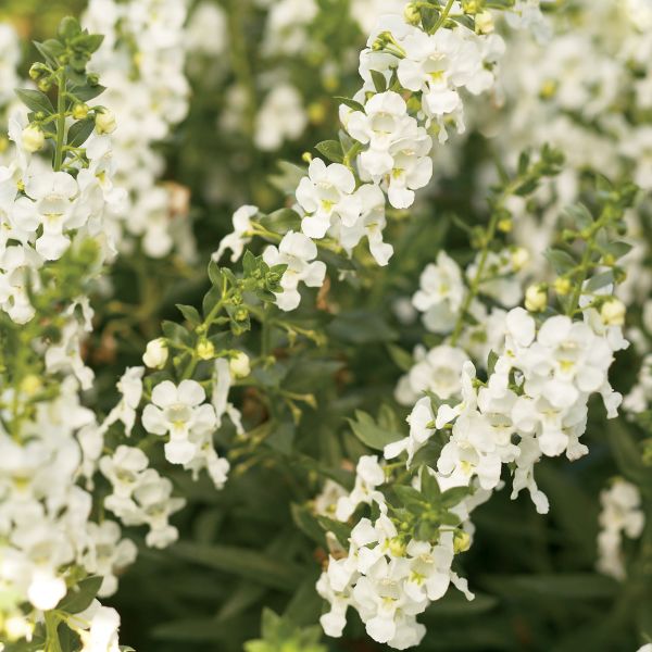 Angelface&reg; White Angelonia