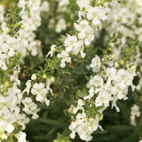 Angelface&reg; White Angelonia
