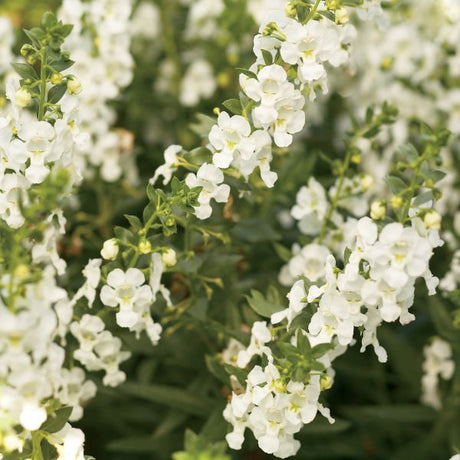Angelface&reg; White Angelonia