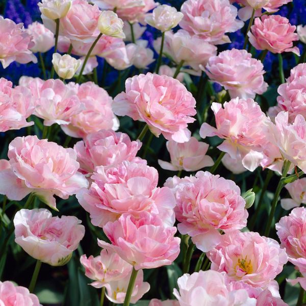 Angelique Tulip - Nature Hills Nursery - 12 Pack Bulbs - 