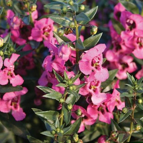 Angelonia Angelface Pink - Nature Hills Nursery - 4.5 Inch Container - 