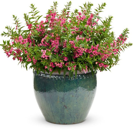 Angelonia Angelface Pink - Nature Hills Nursery - 4.5 Inch Container - 