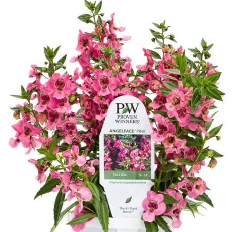 Angelonia Angelface Pink - Nature Hills Nursery - 4.5 Inch Container - 