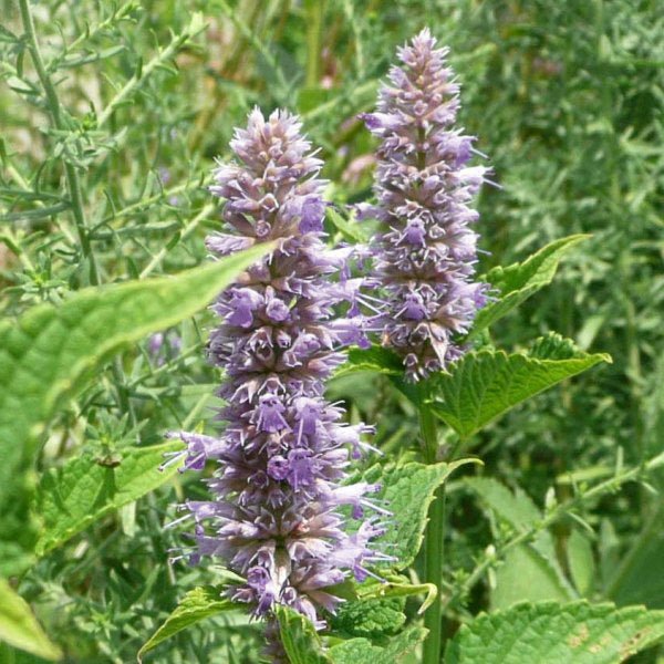 Anise Hyssop - Nature Hills Nursery - #2 Container - 