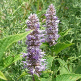 Anise Hyssop - Nature Hills Nursery - #2 Container - 