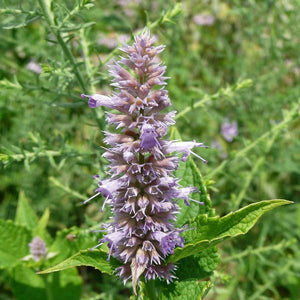 Anise Hyssop - Nature Hills Nursery - #2 Container - 
