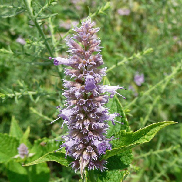 Perennial foliage of Anise Hyssop (Agastache foeniculum) in a garden setting.