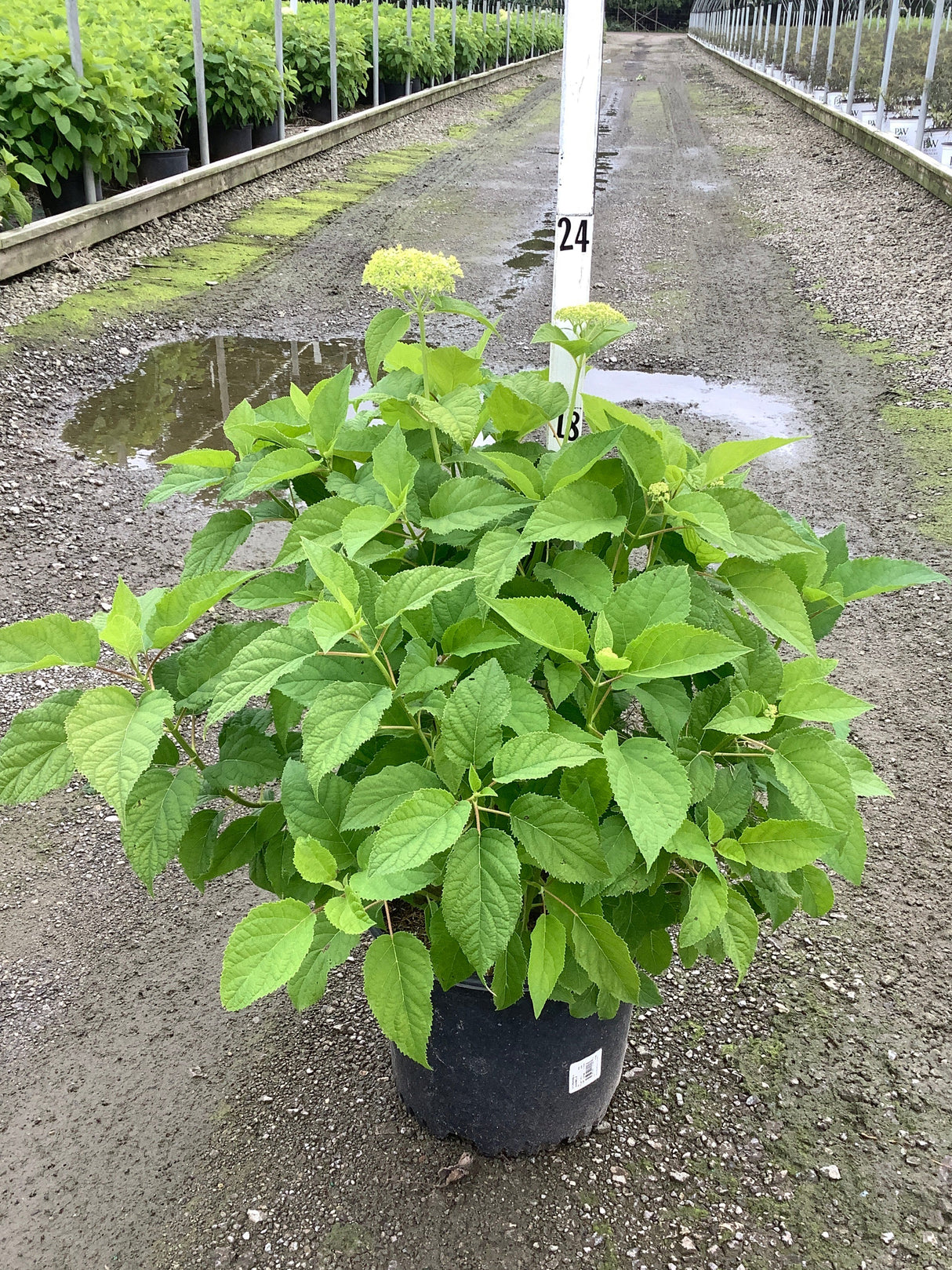Annabelle Hydrangea