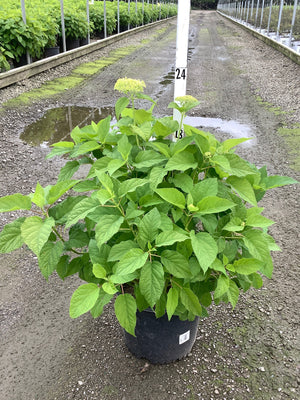 Annabelle Hydrangea
