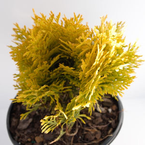 Proven Winners? Anna's Magic Ball? Arborvitae