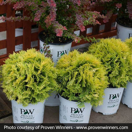 Proven Winners? Anna's Magic Ball? Arborvitae