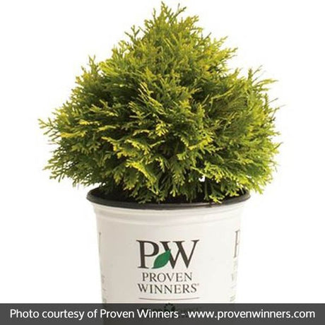 Proven Winners? Anna's Magic Ball? Arborvitae