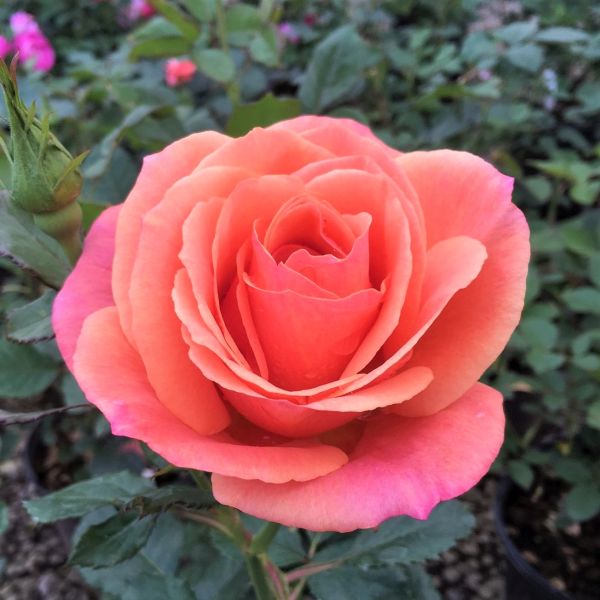 Anna's Promise® Grandiflora Rose (Rosa 'WEKdoofat'), a shrub featuring pink, orange, yellow flowers and deciduous.