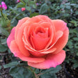 Anna's Promise&reg; Grandiflora Rose - Nature Hills Nursery - #2 Container - 