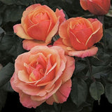 Anna's Promise&reg; Grandiflora Rose - Nature Hills Nursery - #2 Container - 