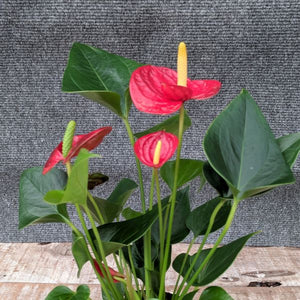 Anthurium - Nature Hills Nursery - 4 Inch Container - 