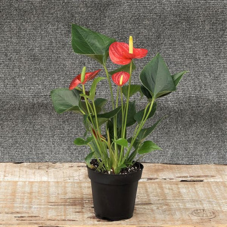 Anthurium - Nature Hills Nursery - 4 Inch Container - 