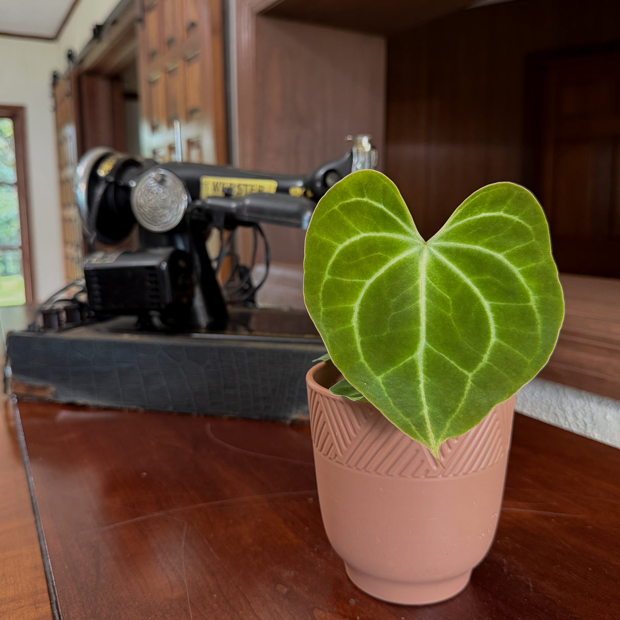 Anthurium Clarinervium in a 4 inch pot, view 2