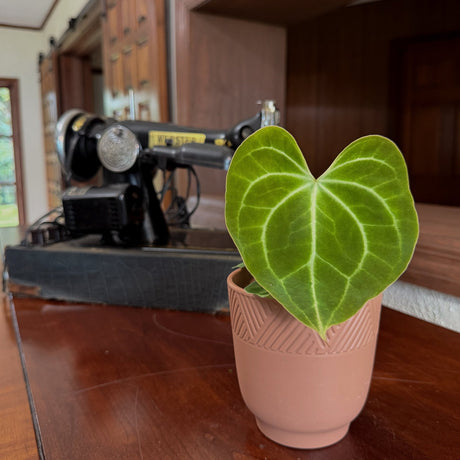 Anthurium Clarinervium in a 4 inch pot, view 2