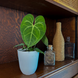 Anthurium Clarinervium in a 4 inch pot