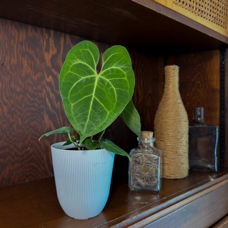 Anthurium Clarinervium in a 4 inch pot