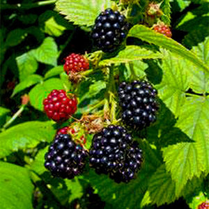 Apache Blackberry Plant - Nature Hills Nursery - #1 Container - 