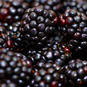 Apache Blackberry Plant - Nature Hills Nursery - #1 Container - 