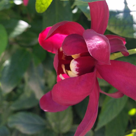 Aphrodite Sweetshrub - Nature Hills Nursery - #3 Container - 