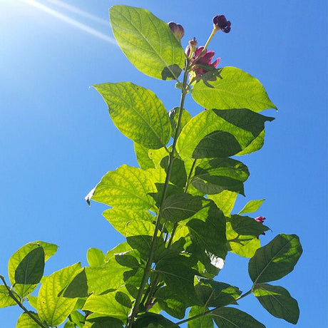Aphrodite Sweetshrub - Nature Hills Nursery - #3 Container - 