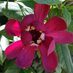 Aphrodite Sweetshrub - Nature Hills Nursery - #3 Container - 