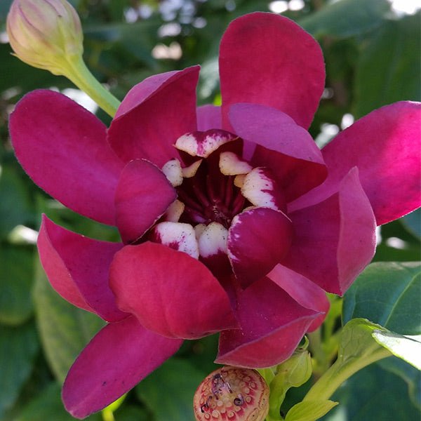 Aphrodite Sweetshrub | Fragrant Red Blooms