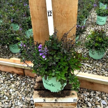 Appalachian Blue Skullcap - Nature Hills Nursery - #1 Container - 