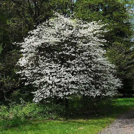Appalachian Joy Dogwood Tree - Nature Hills Nursery - #3 Container - 