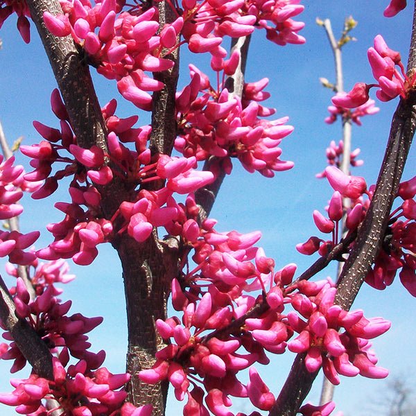Appalachian Red Redbud Tree - Nature Hills Nursery - #15 Container 8 - 10 Feet - 