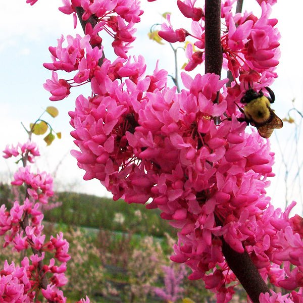 Appalachian Red Redbud Tree - Nature Hills Nursery - #15 Container 8 - 10 Feet - 