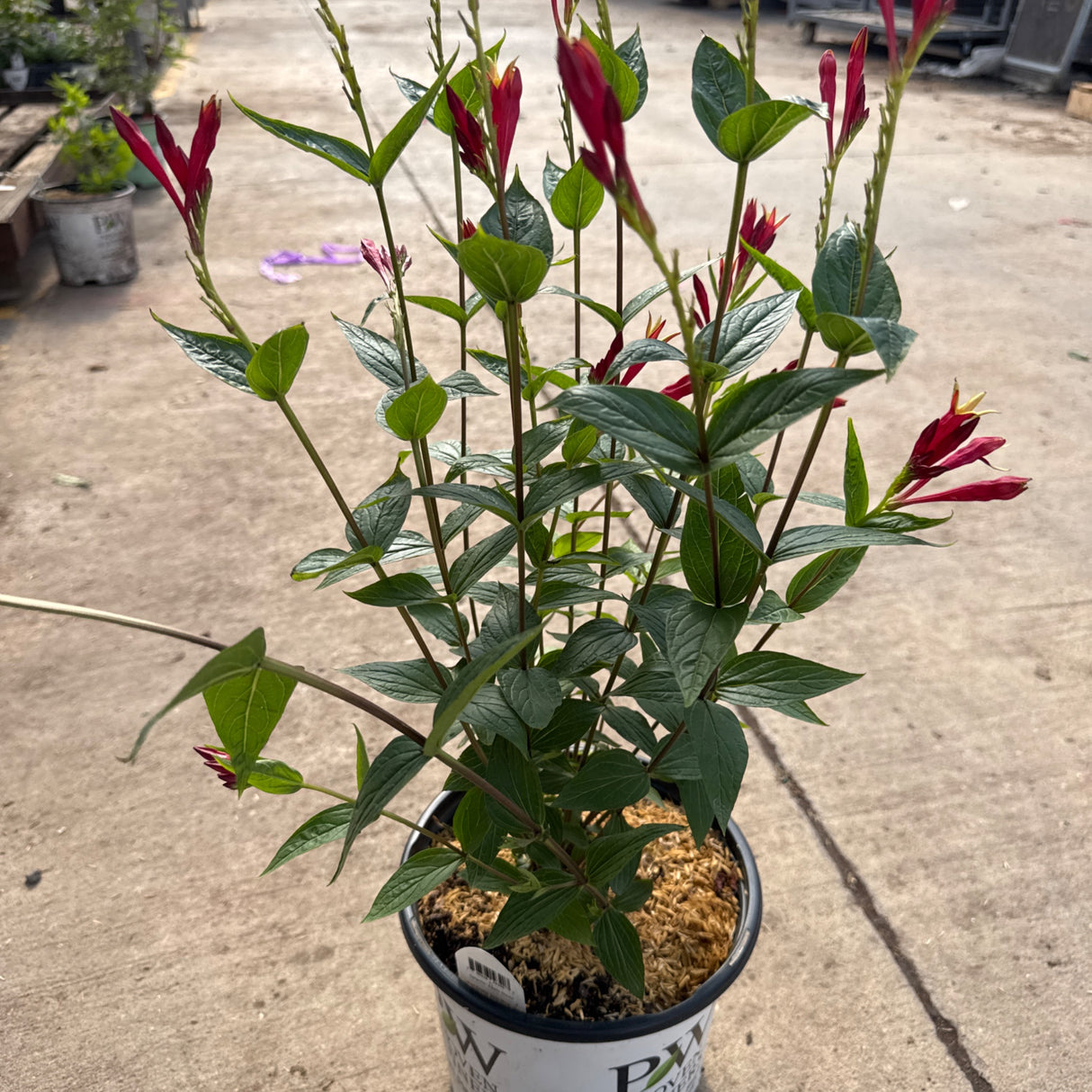 A potted Indian Pink plant with numerous dark red, tubular flowers and green leaves, on a concrete surface.