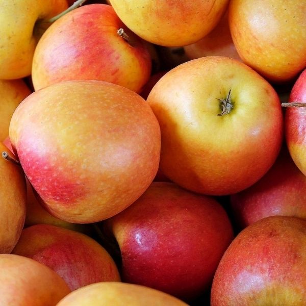 Braeburn Apple Tree (Malus 'Braeburn'), a tree featuring pink, white flowers and deciduous.