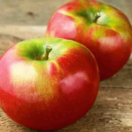 Close-up of white malus flowers on Cortland Apple Tree blooming in late spring.