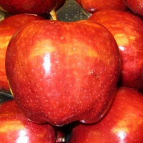 Deciduous foliage of Red Delicious Apple Tree (Malus 'Red Delicious') in a garden setting.