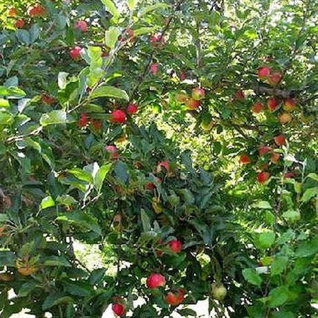Red Delicious Apple Tree (Malus 'Red Delicious'), a tree featuring white flowers and deciduous.