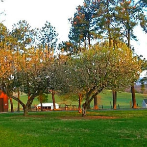 Close-up of white malus flowers on Jonathan Apple Tree blooming in late spring.