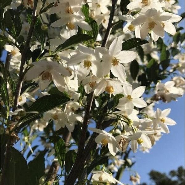 APrystine® Japanese Snowbell - Nature Hills Nursery - #1 Container - 