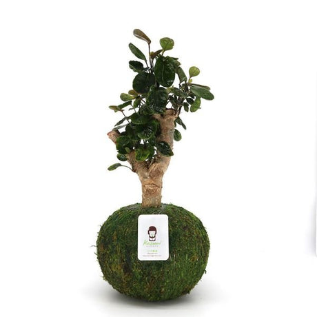 Aralia Fabian Kokedamas - Houseplant - Nature Hills Nursery - 