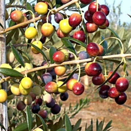 Arbequina Olive Tree - Nature Hills Nursery - #1 Container - 