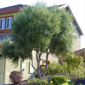 Arbequina Olive Tree - Nature Hills Nursery - #1 Container - 