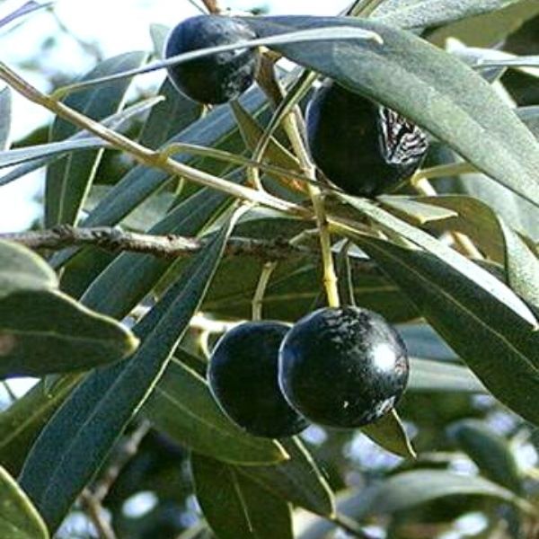 Arbequina Olive Tree (Olea europaea 'Arbequina') growing in a garden landscape, showing mature tree form.